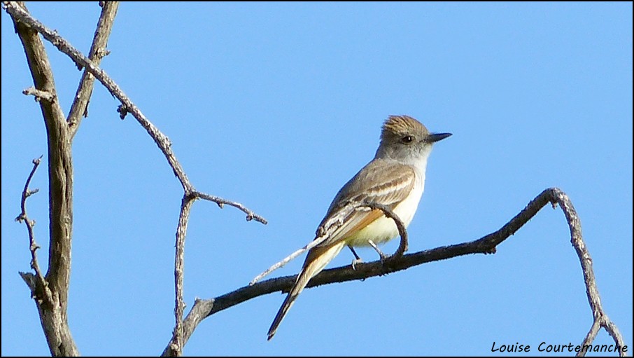 Ash-throated Flycatcher - ML51902191
