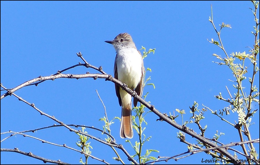 Ash-throated Flycatcher - ML51902221