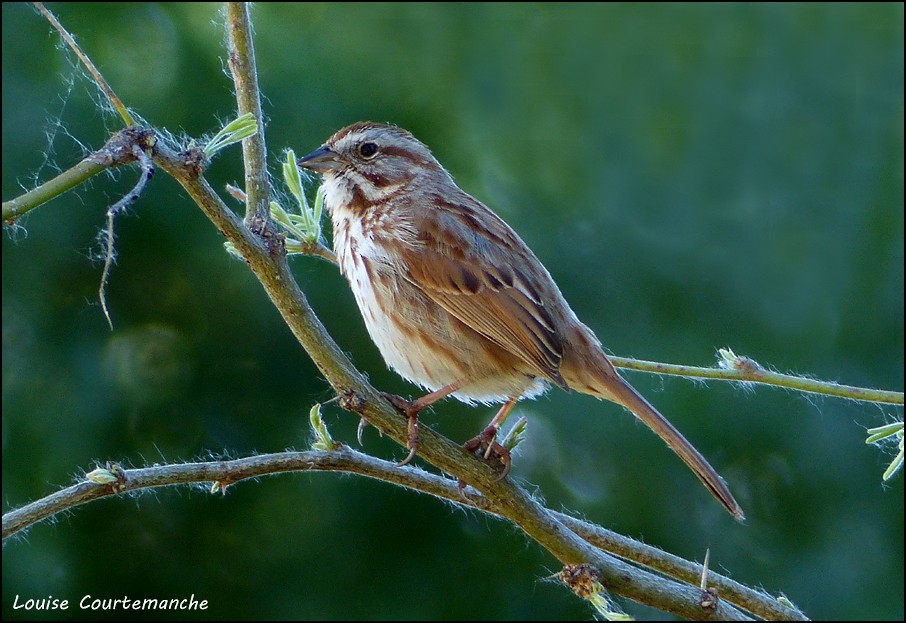 Song Sparrow - Louise Courtemanche 🦅