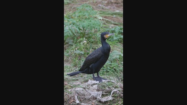 Great Cormorant - ML519023261