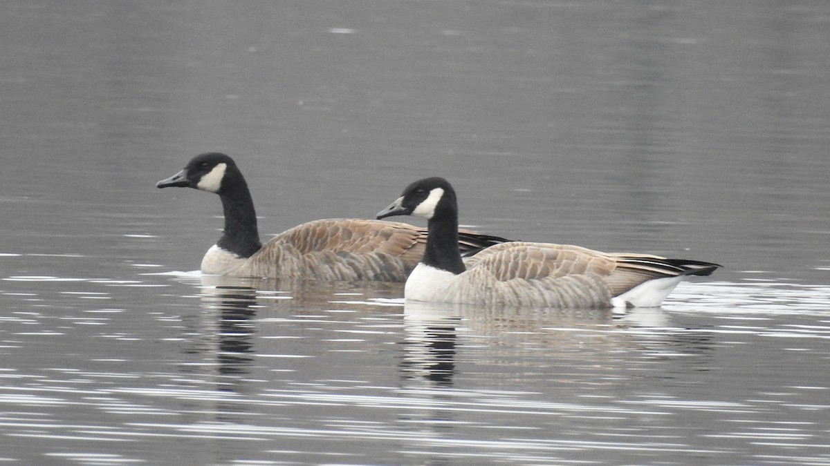 Canada Goose - ML519024041