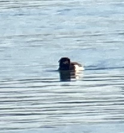 Tufted Duck - Jeff Vinosky