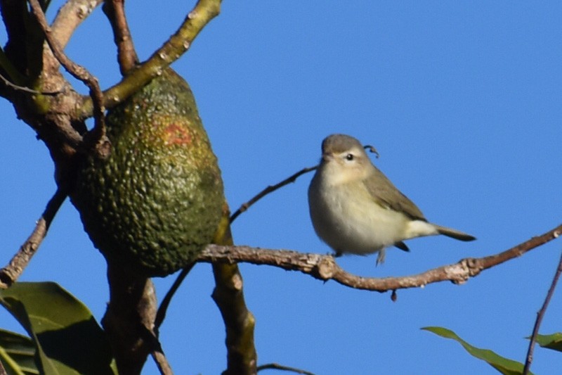 Warbling Vireo - Adrian Romo Garcia