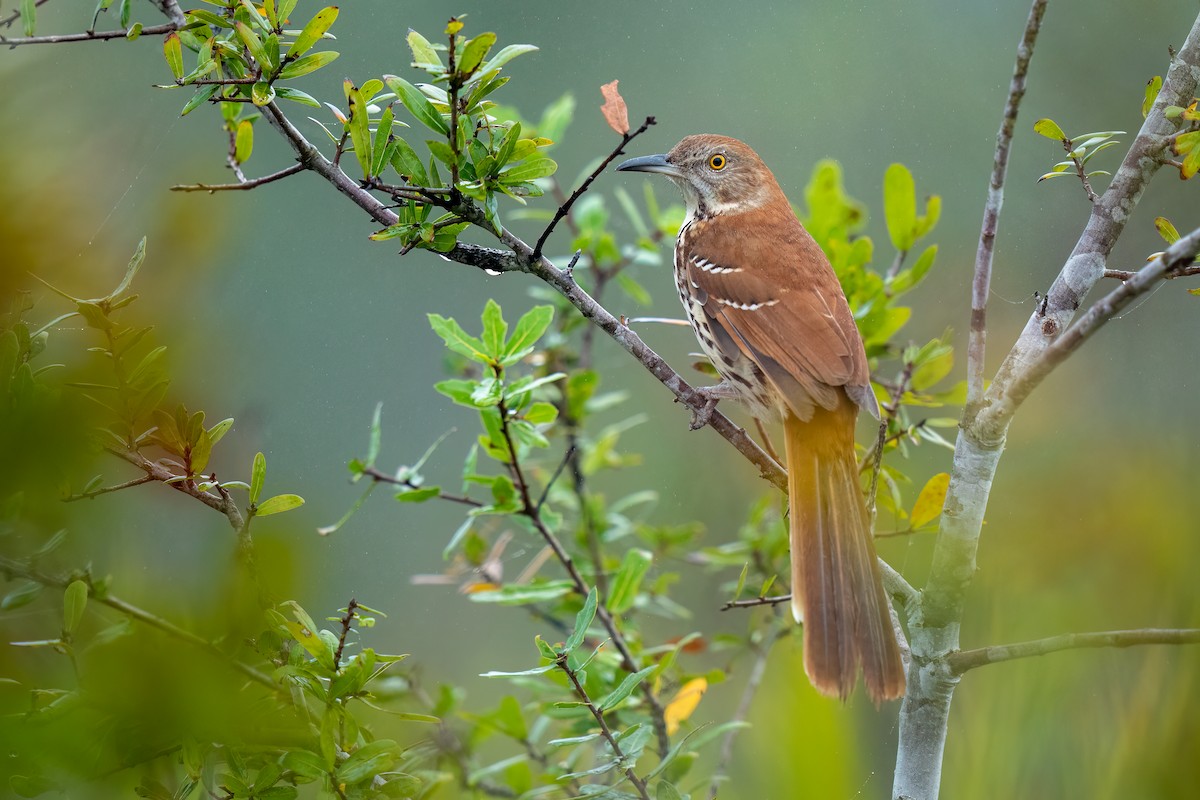 Brown Thrasher - ML519025661