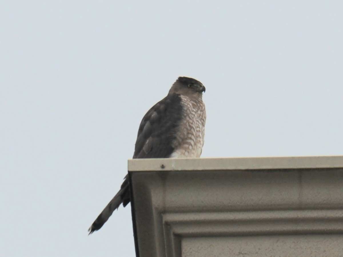 Cooper's Hawk - ML519028121