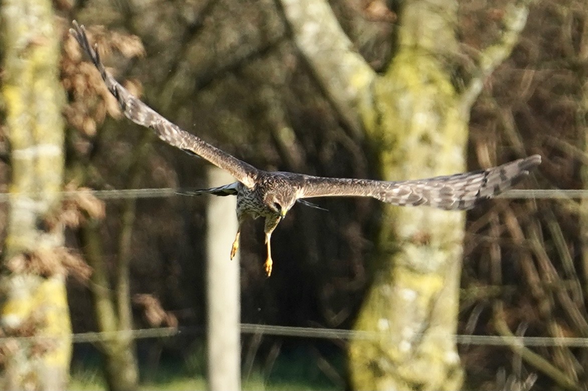 Hen Harrier - Daniel Winzeler