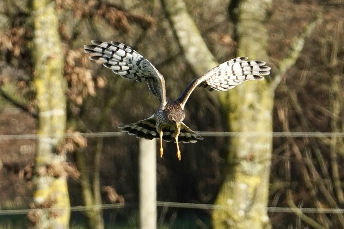 Hen Harrier - Daniel Winzeler