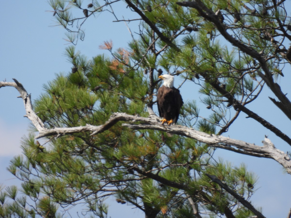 Bald Eagle - ML519028611