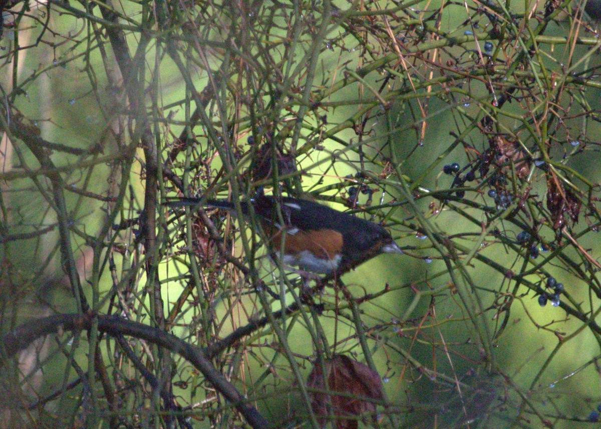Eastern Towhee - ML519028971