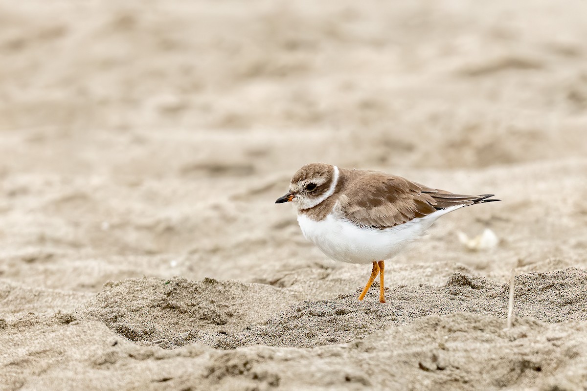 Semipalmated Plover - ML519029021