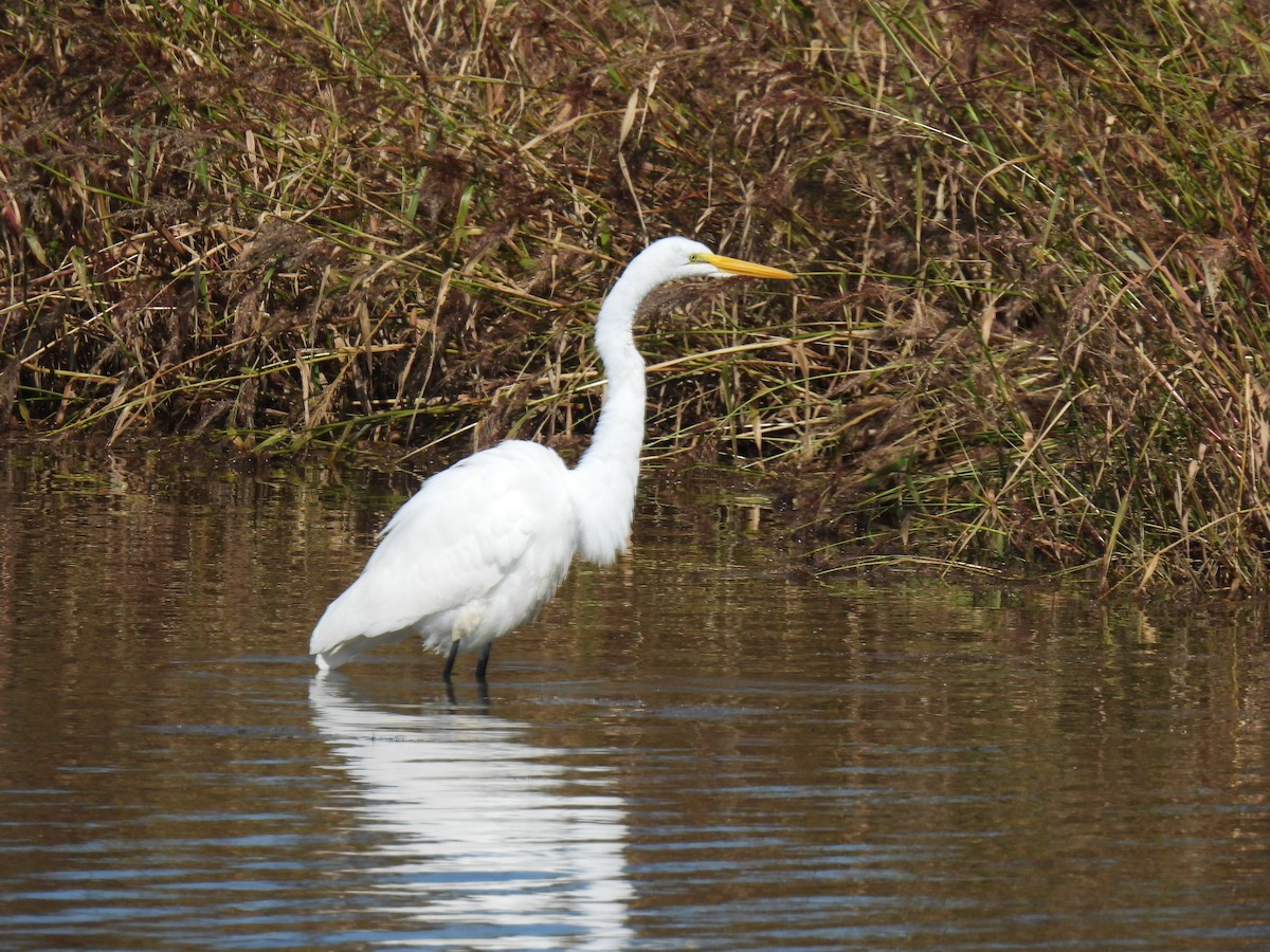 Great Egret - ML519030151