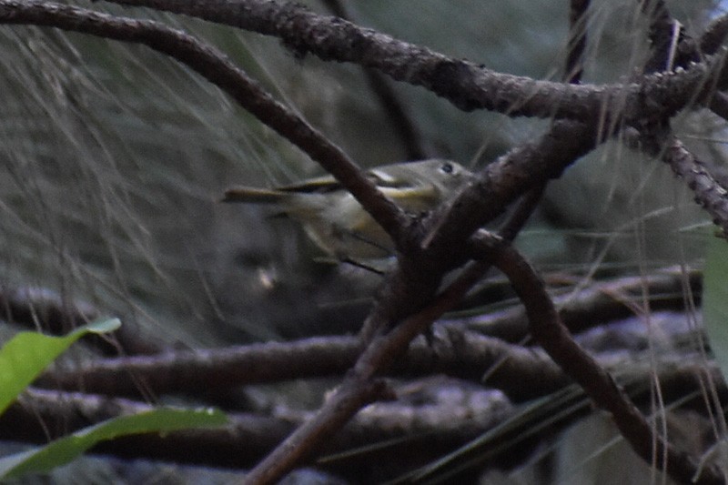 Ruby-crowned Kinglet - ML519030251