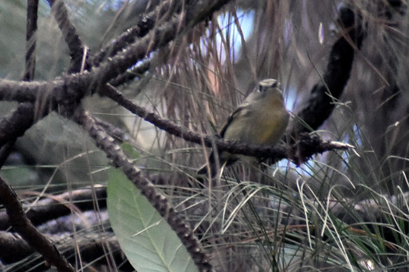 Ruby-crowned Kinglet - ML519030261