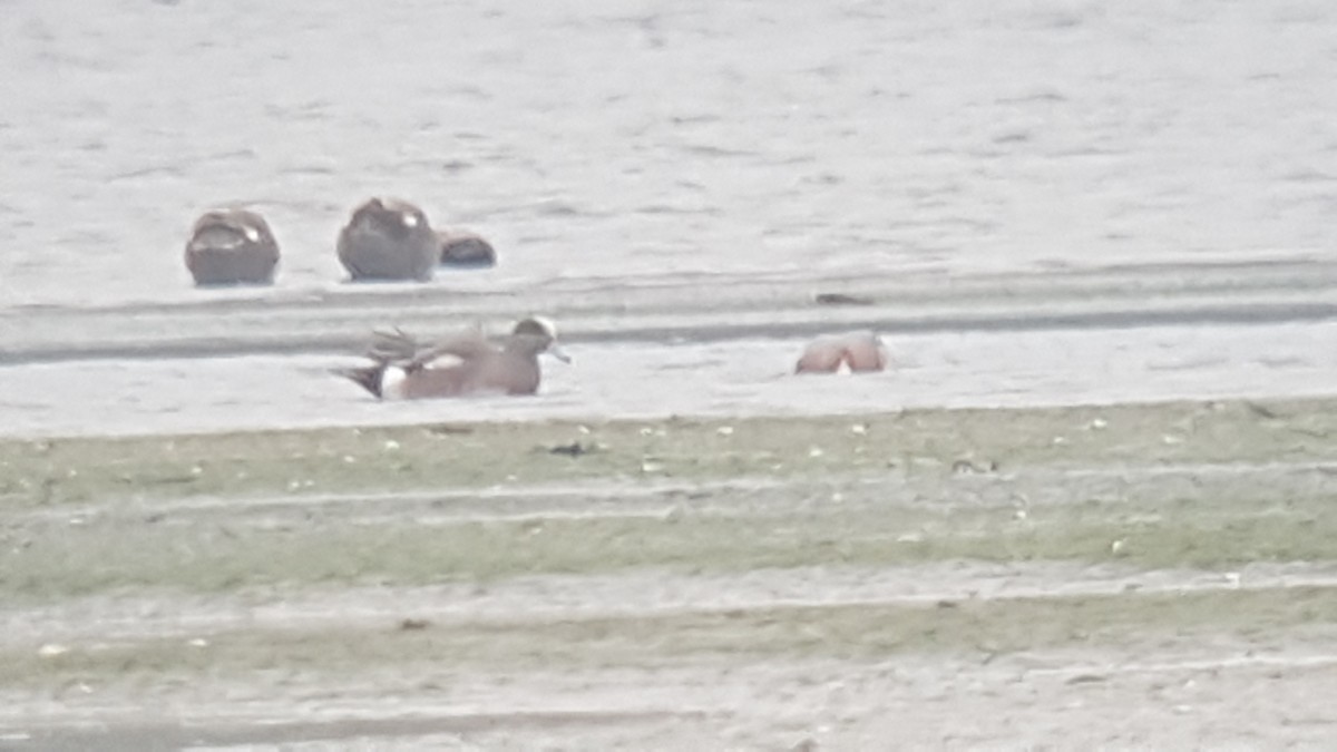 American Wigeon - Xavier Parra Cuenca