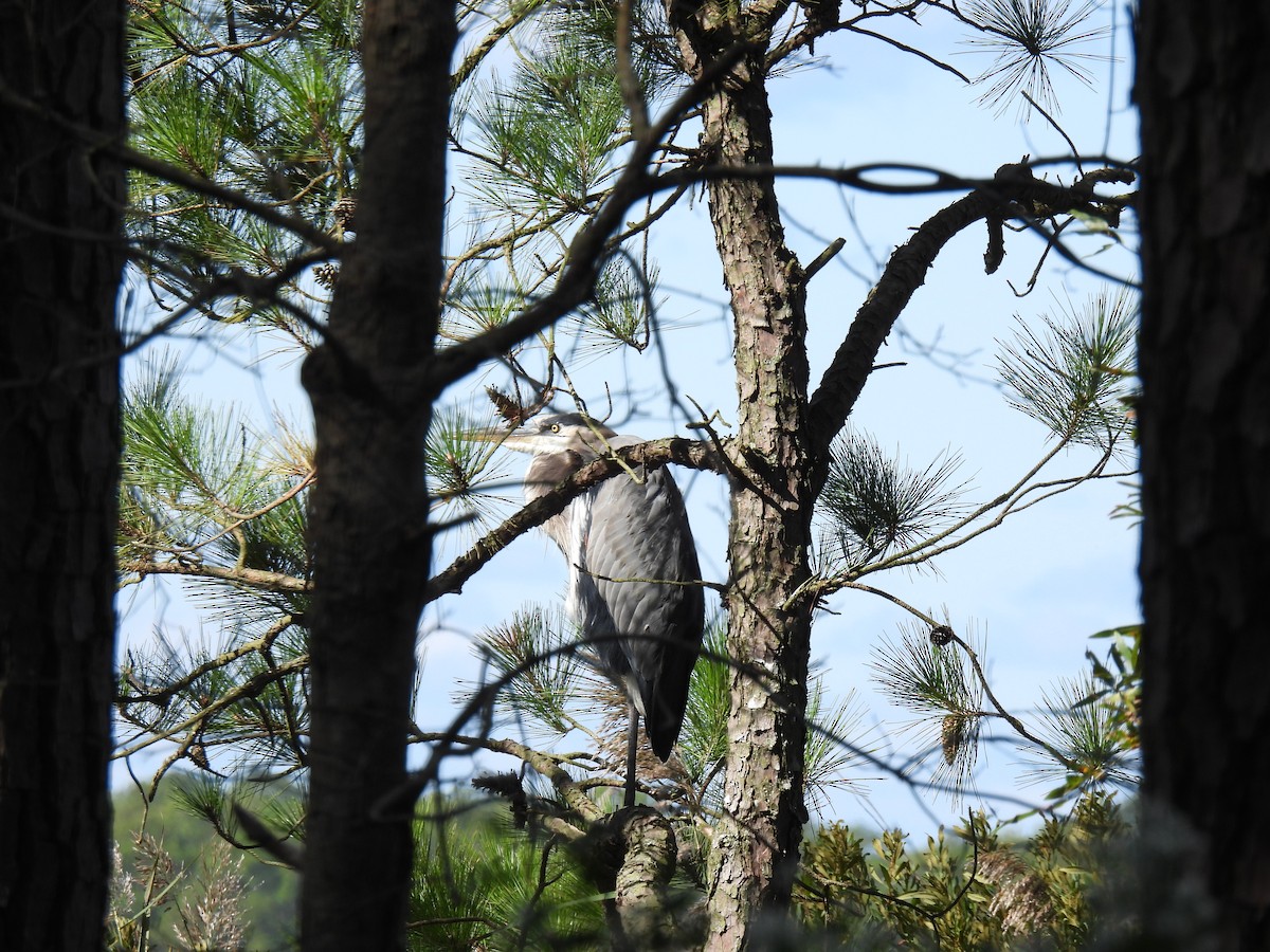 Great Blue Heron - ML519030491