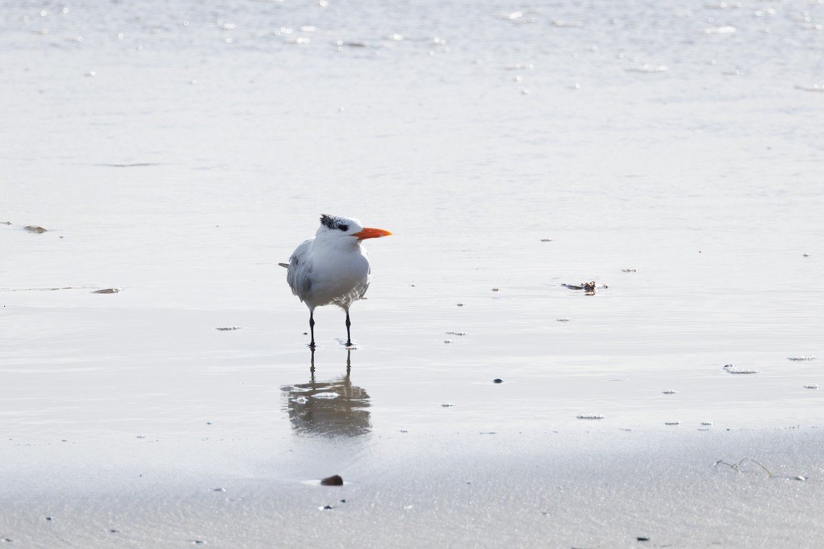 Royal Tern - ML519031731