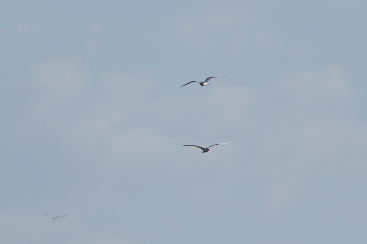 Forster's Tern - Barry Rowan