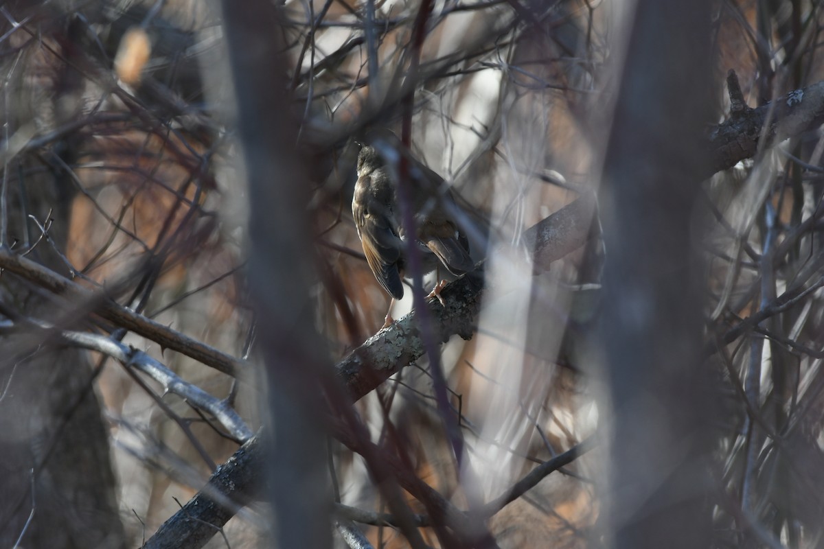 Hermit Thrush - ML519031771