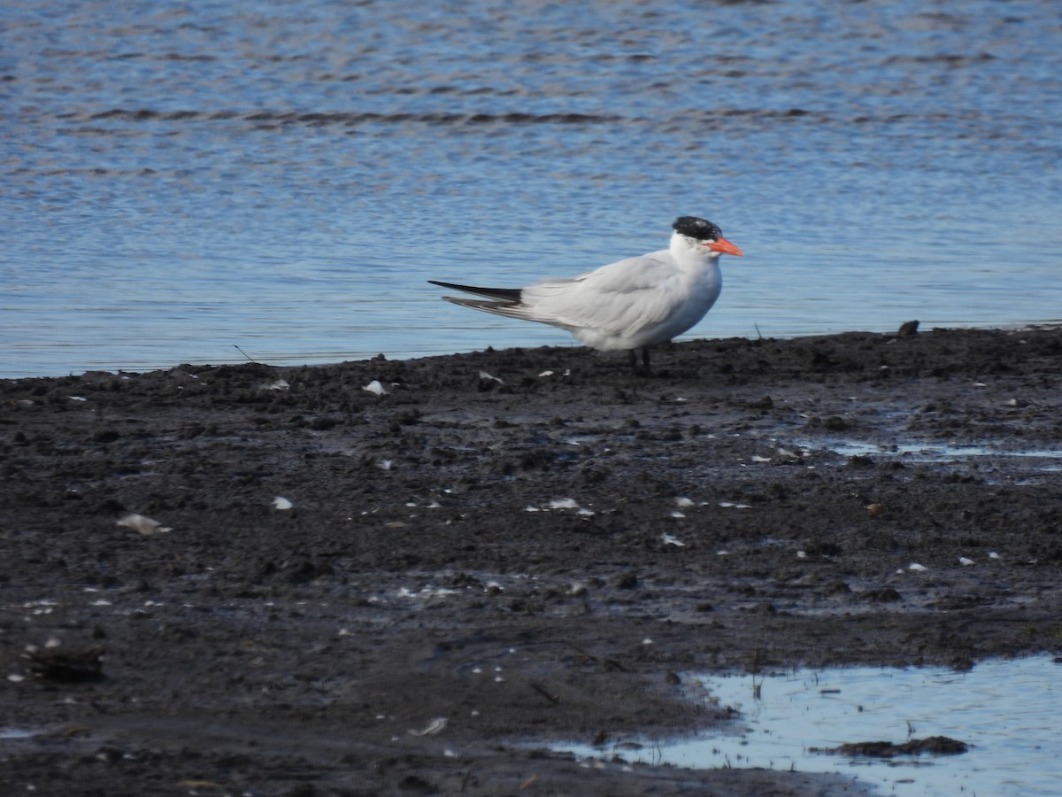 Caspian Tern - ML519032591