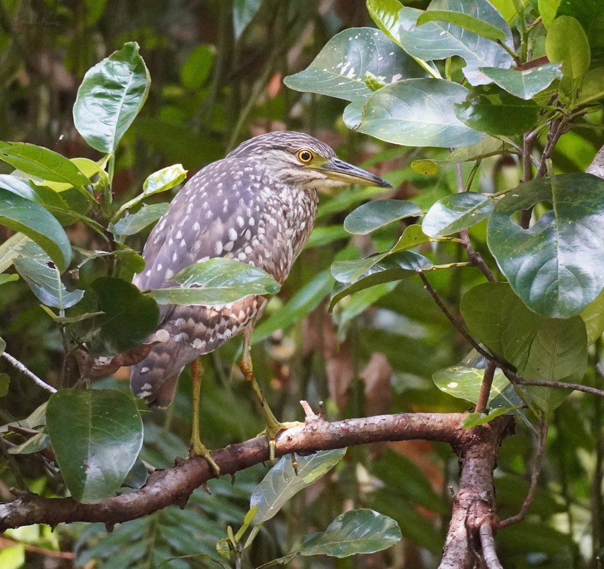 Nankeen Night Heron - ML519033111