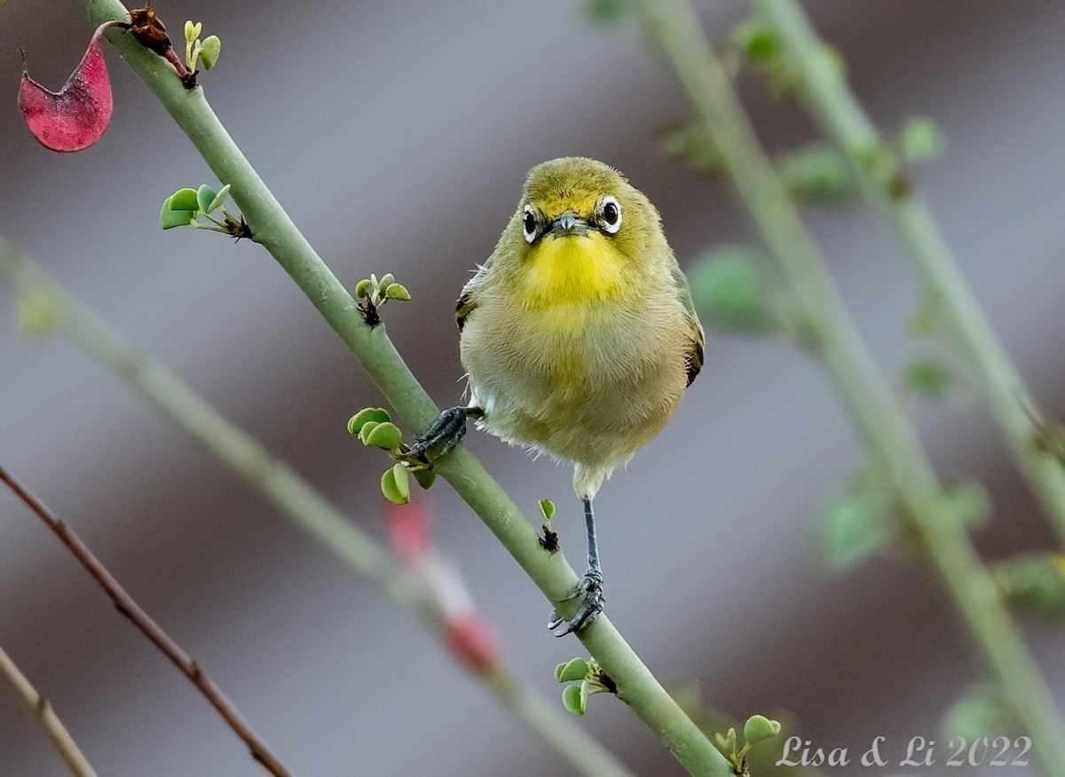 Orange River White-eye - Lisa & Li Li