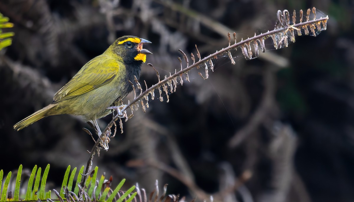 Yellow-faced Grassquit - ML519035671