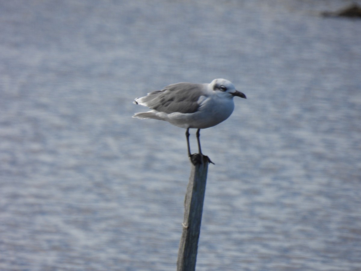 Mouette atricille - ML519036341