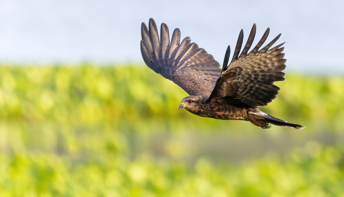 Snail Kite - ML519036681