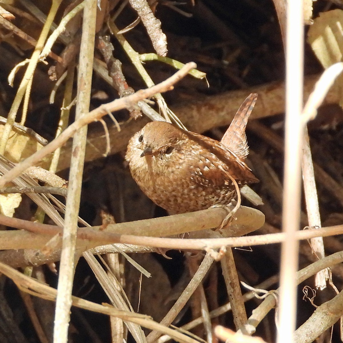 Winter Wren - Peter Jungblut