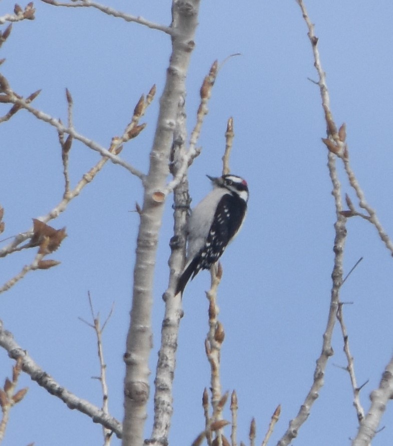 Downy Woodpecker - ML519039991