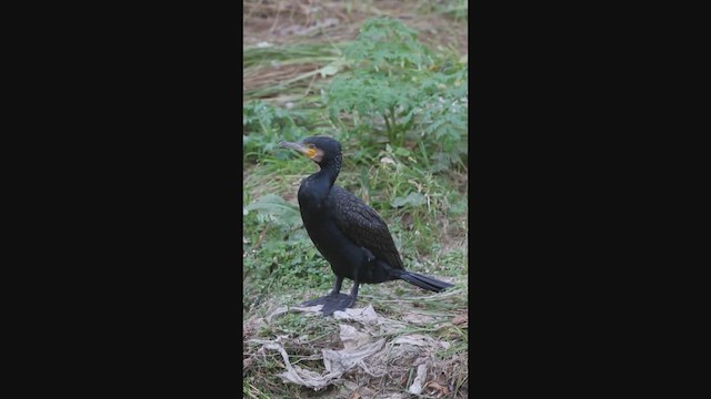 Great Cormorant - ML519041001