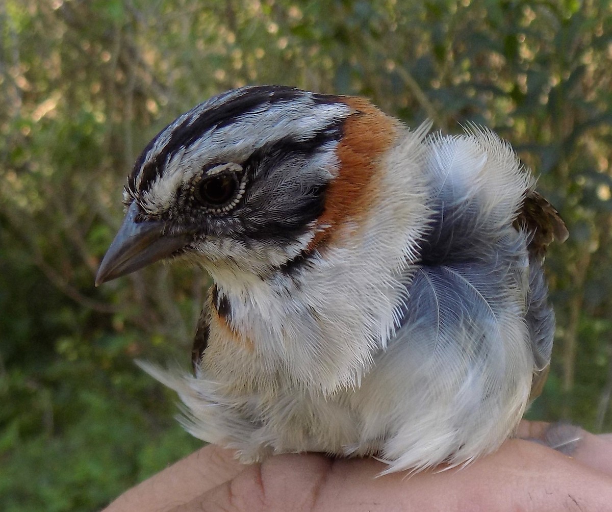 Rufous-collared Sparrow - Juan Klavins