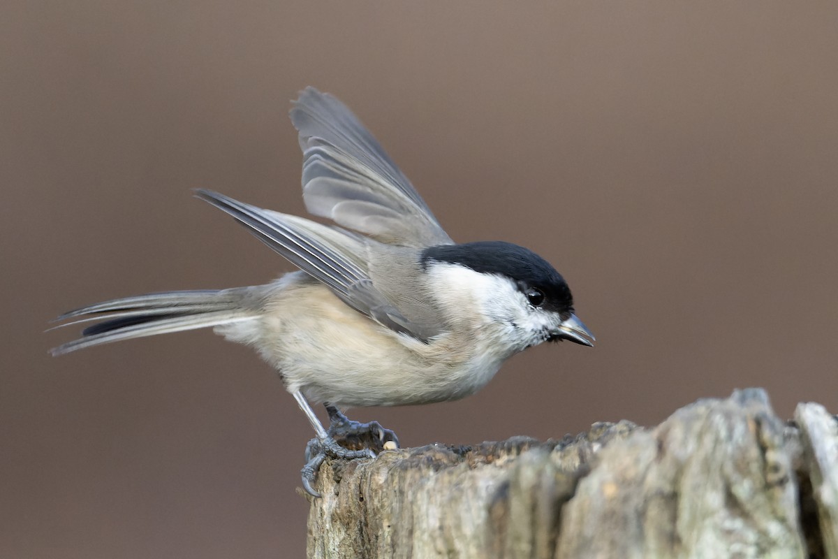 Marsh Tit - ML519044101