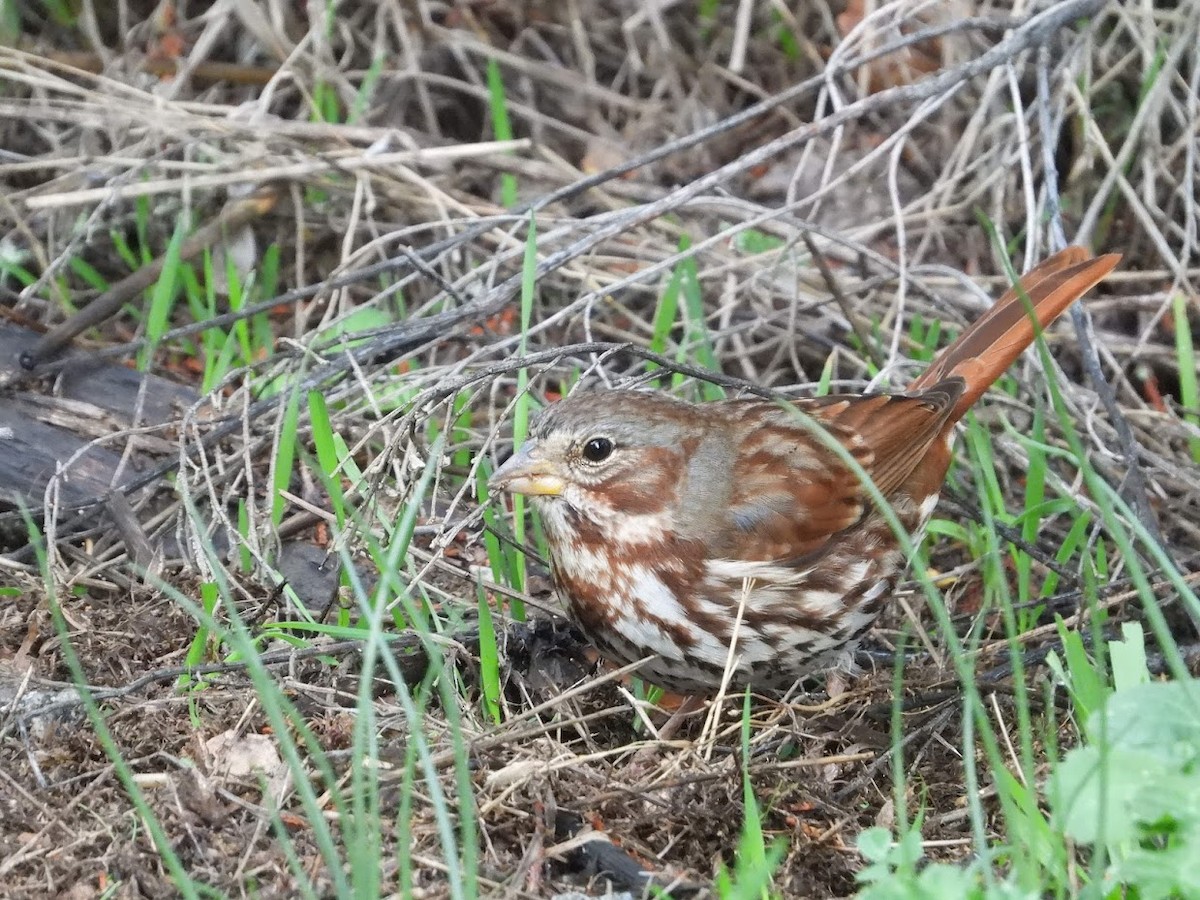 Fox Sparrow (Red) - ML519044251