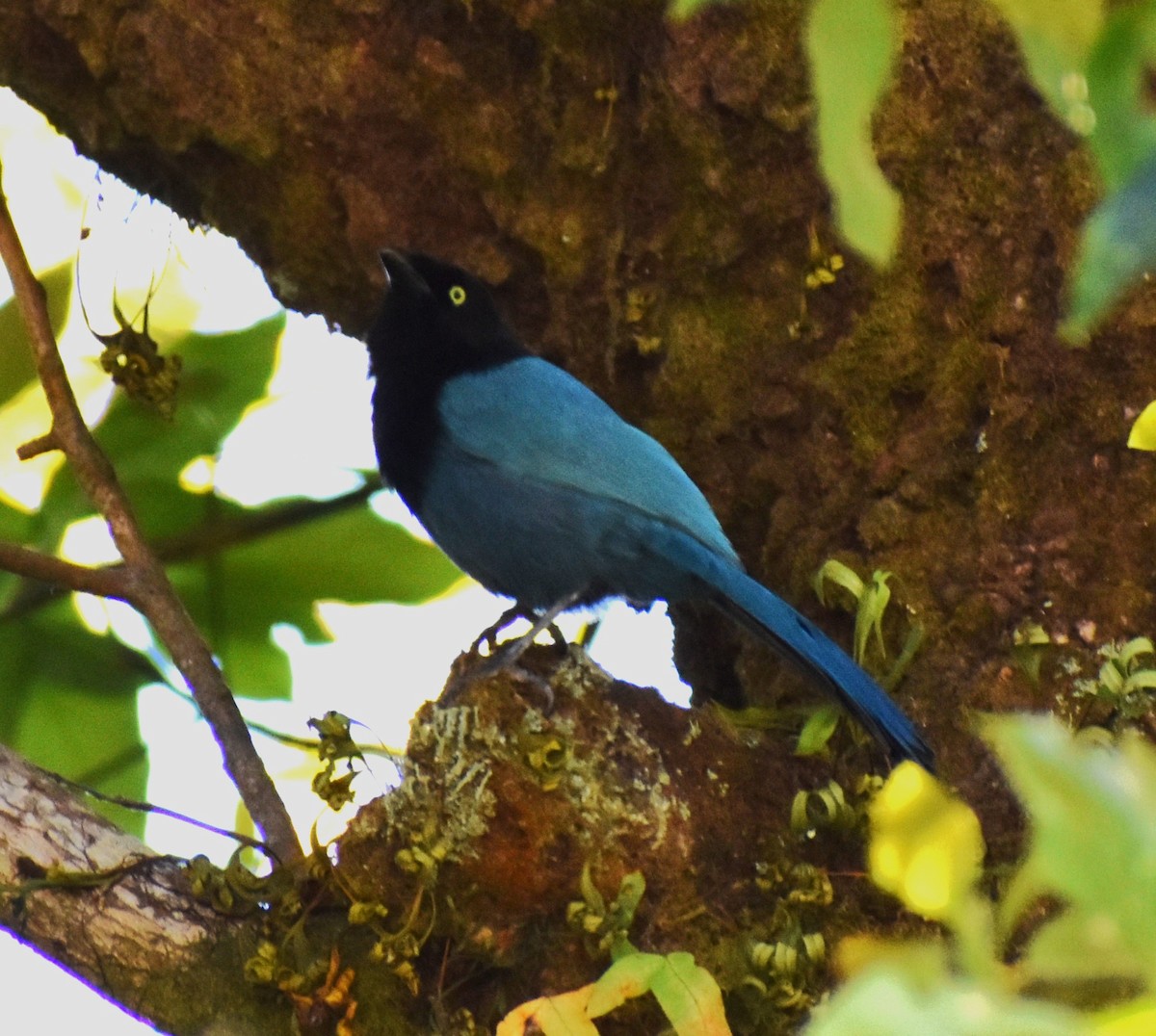 Bushy-crested Jay - ML519044421