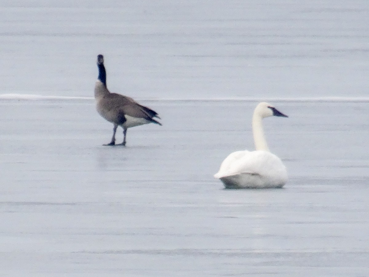 Trumpeter Swan - ML519047391
