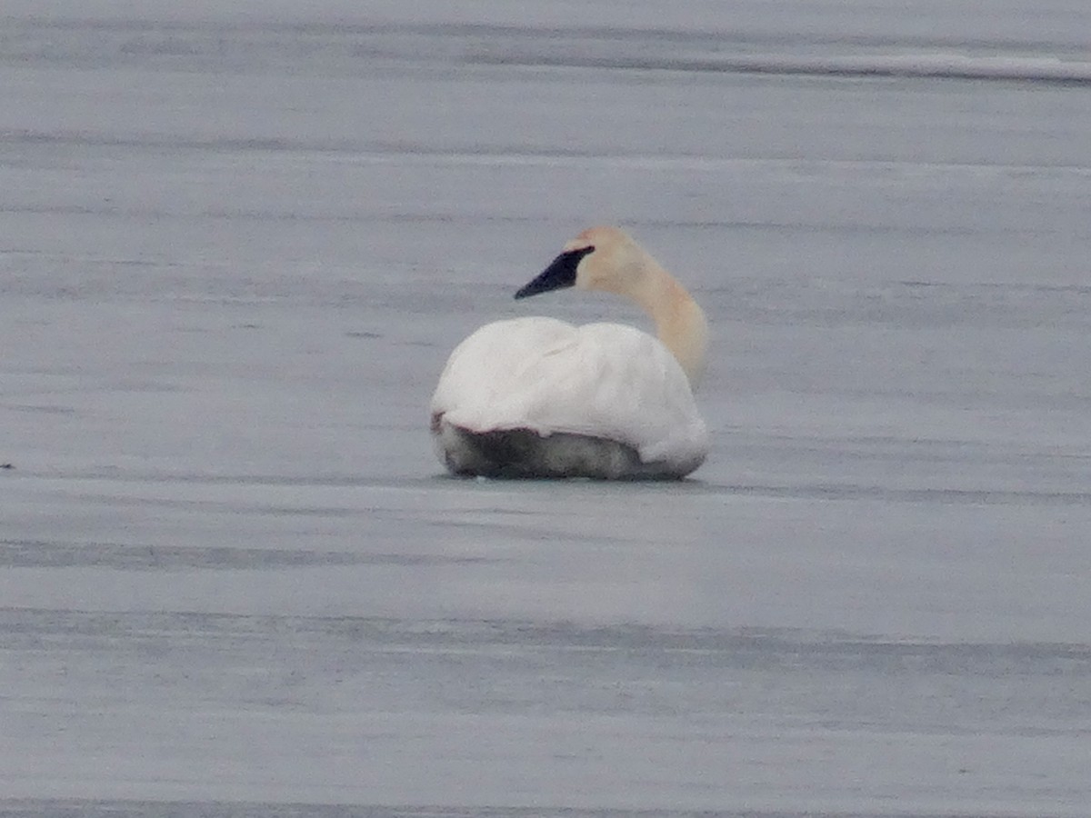 Trumpeter Swan - ML519047451