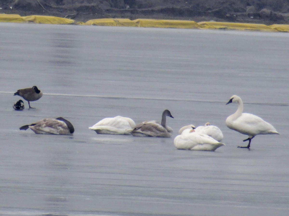 Trumpeter Swan - ML519047471