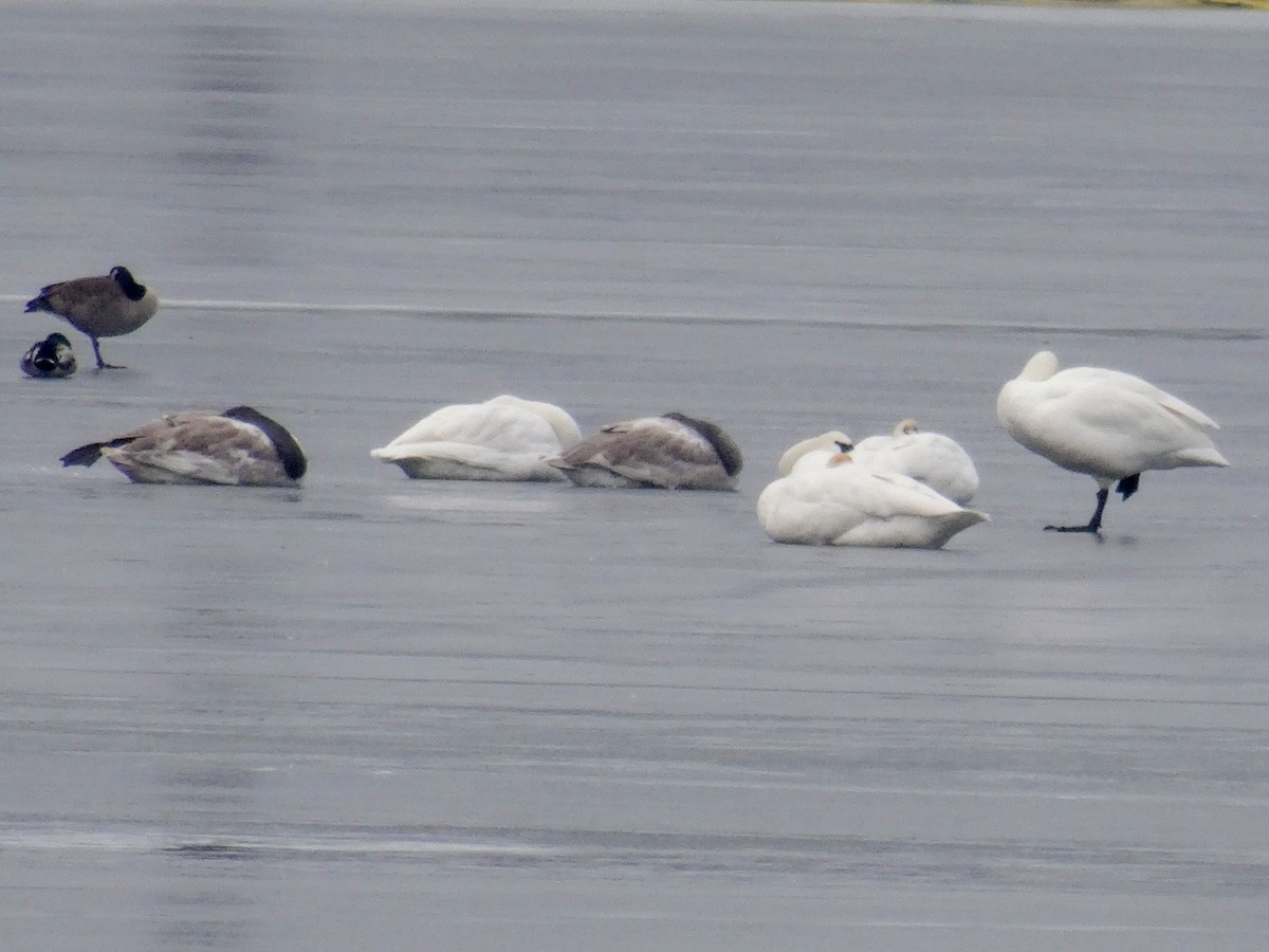 Trumpeter Swan - ML519047521