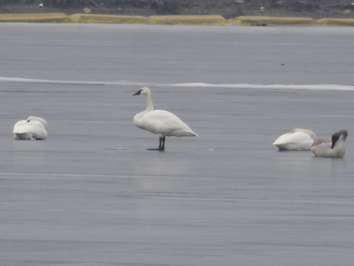 Trumpeter Swan - ML519047621