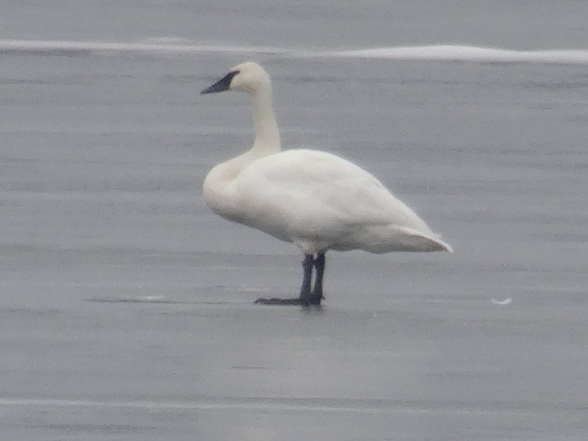 Trumpeter Swan - ML519047681
