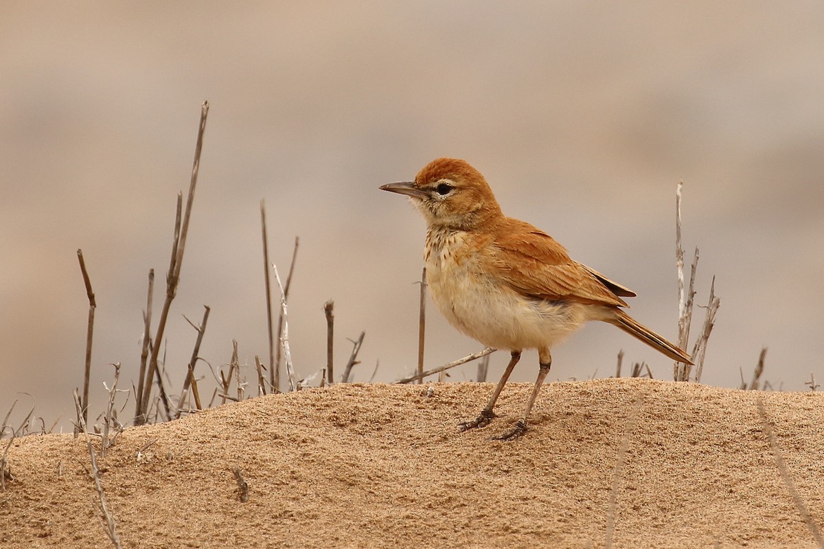 skřivan dunový - ML519047971