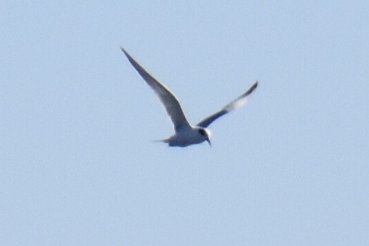 Forster's Tern - ML519048251