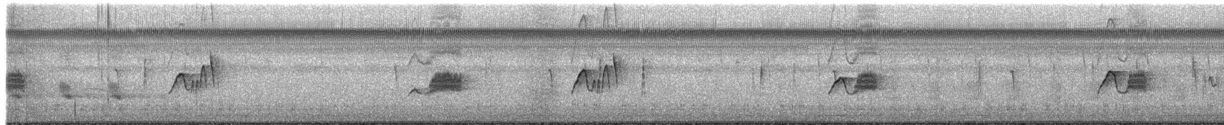 Weißbauch-Phoebetyrann - ML519049011