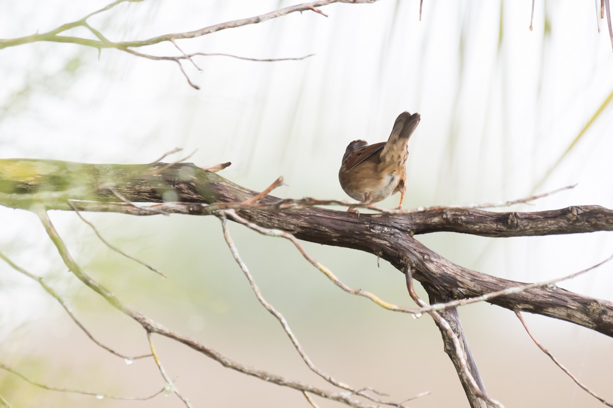 Marsh Wren - ML519050981