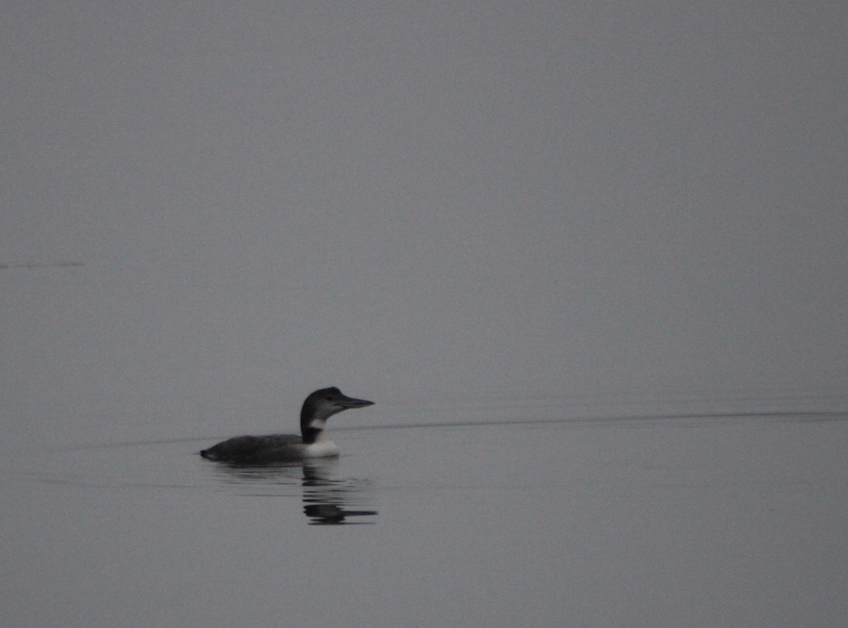 Common Loon - Sam Clarke