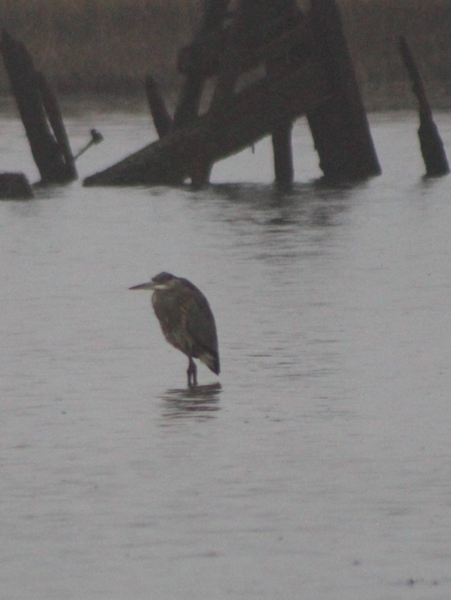 Garza Azulada - ML519051311