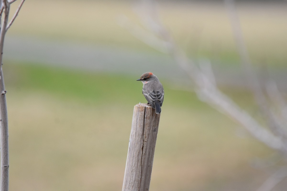 Vermilion Flycatcher - ML519051791