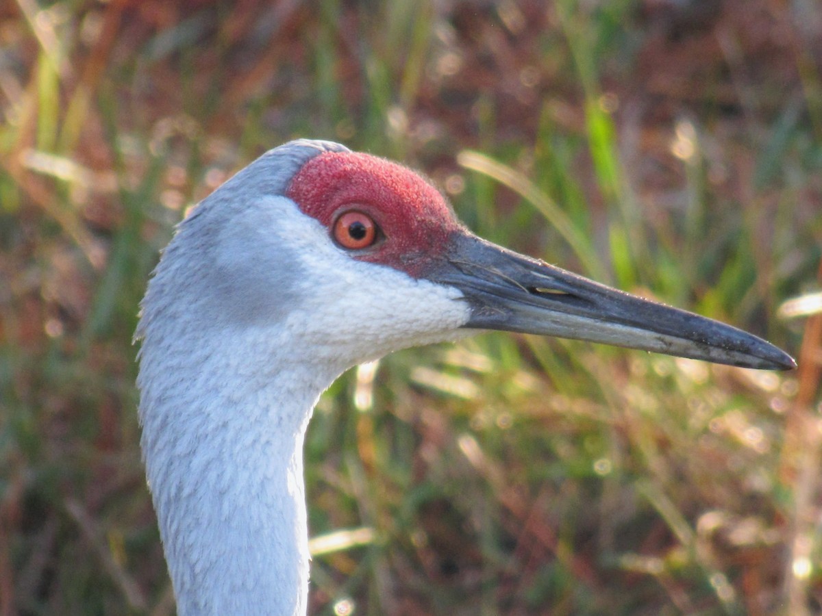 Sandhill Crane - ML519052991