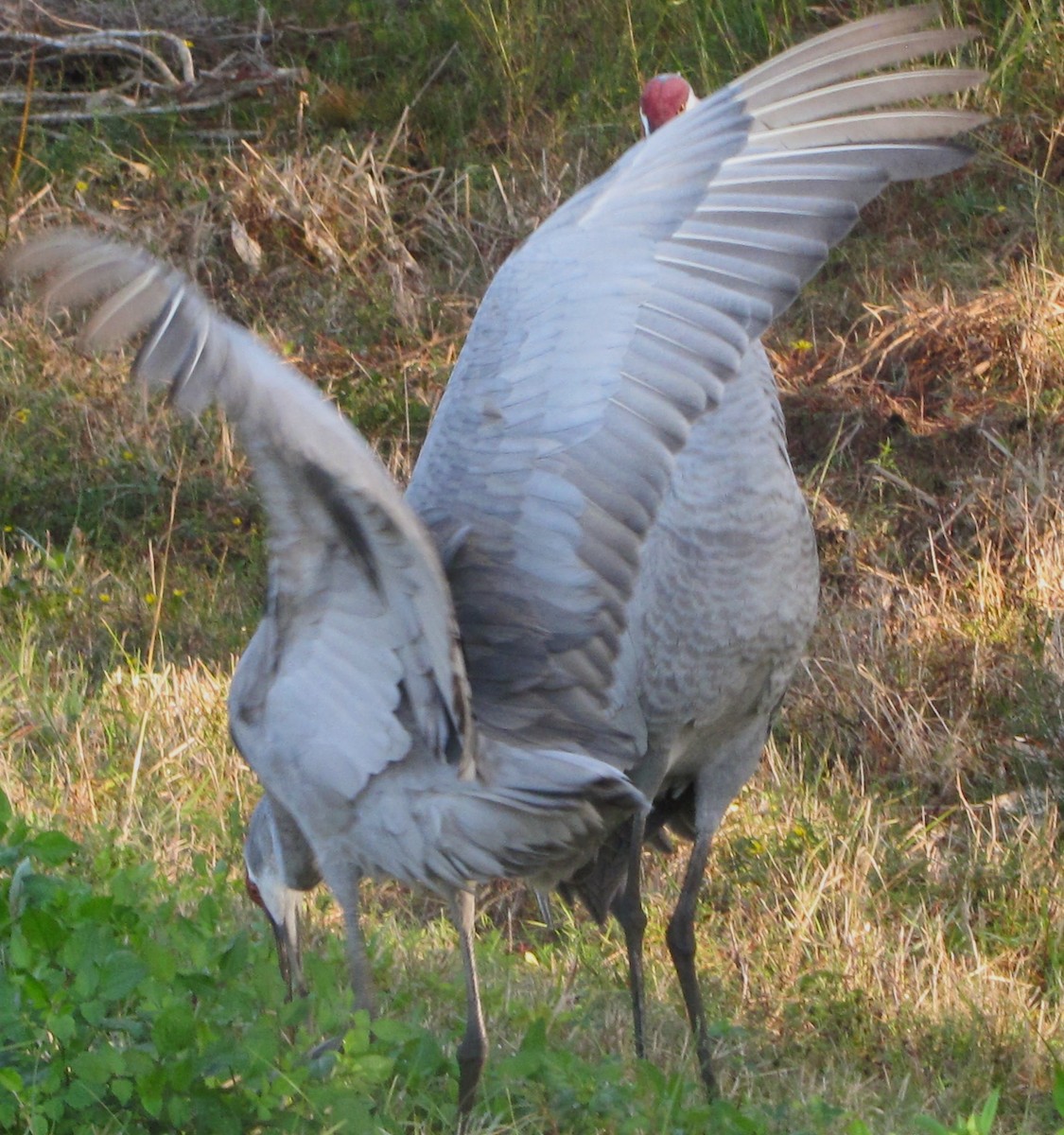 Sandhill Crane - ML519053001